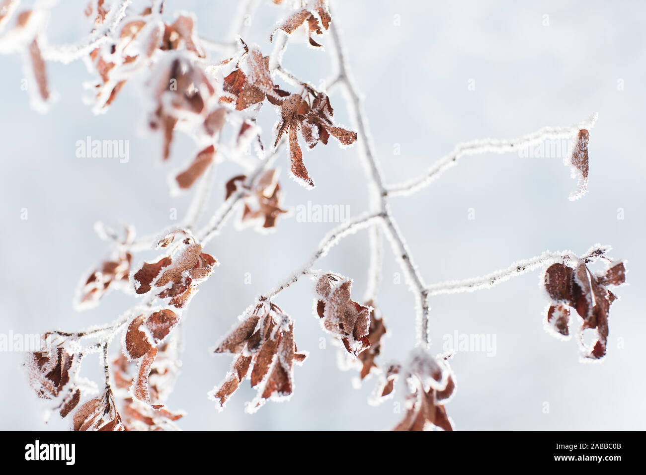 Close-up of frozen leaves on a tree, United States Stock Photo