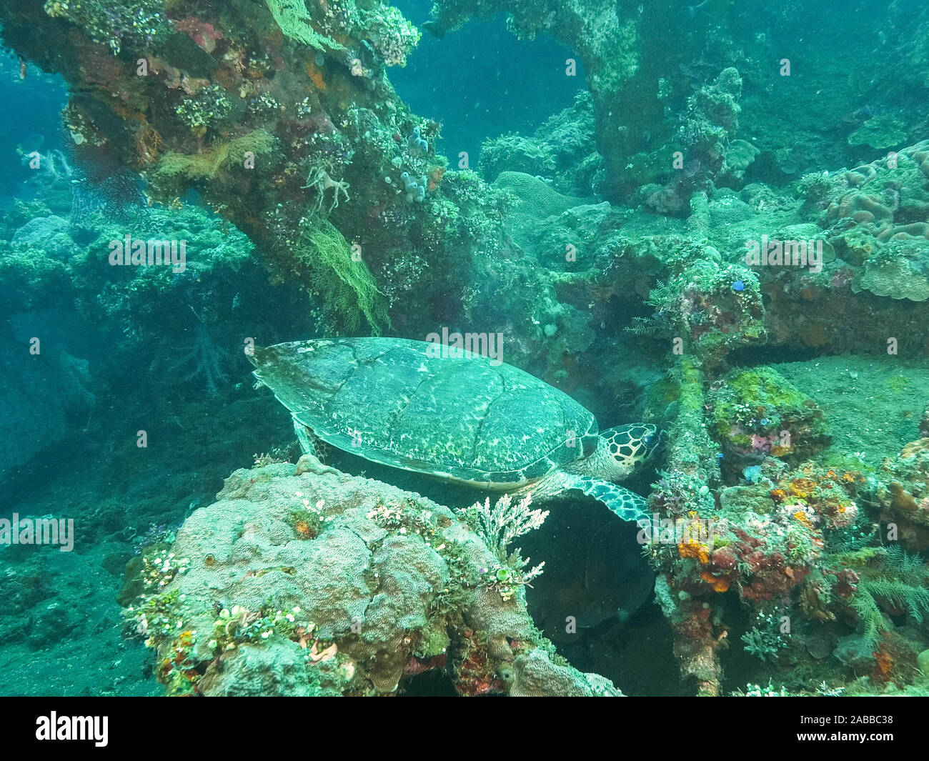 turtle grazing on marine life growing on the liberty wreck in tulamben, bali Stock Photo