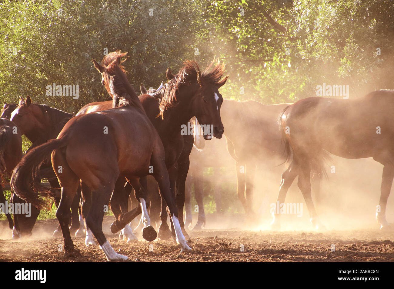 Herd of horses in a field, Greece Stock Photo