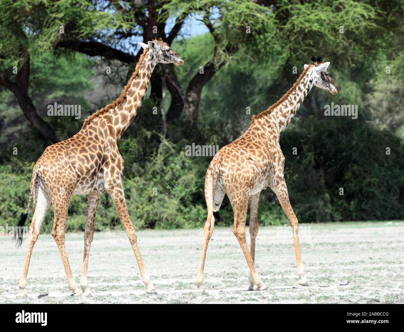 Two  Masai giraffes (Giraffa camelopardalis tippelskirchii) walk across a sandy patch between green trees. Sinya Wildlife Management Area, Tanzania. Stock Photo