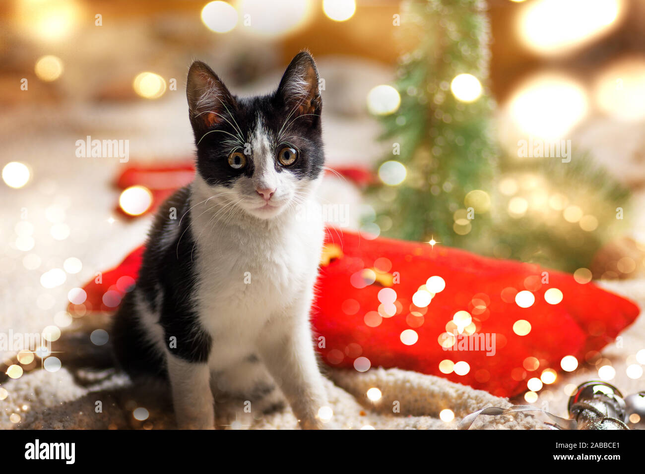 Kitty cat and festive Christmas decorations background Stock Photo