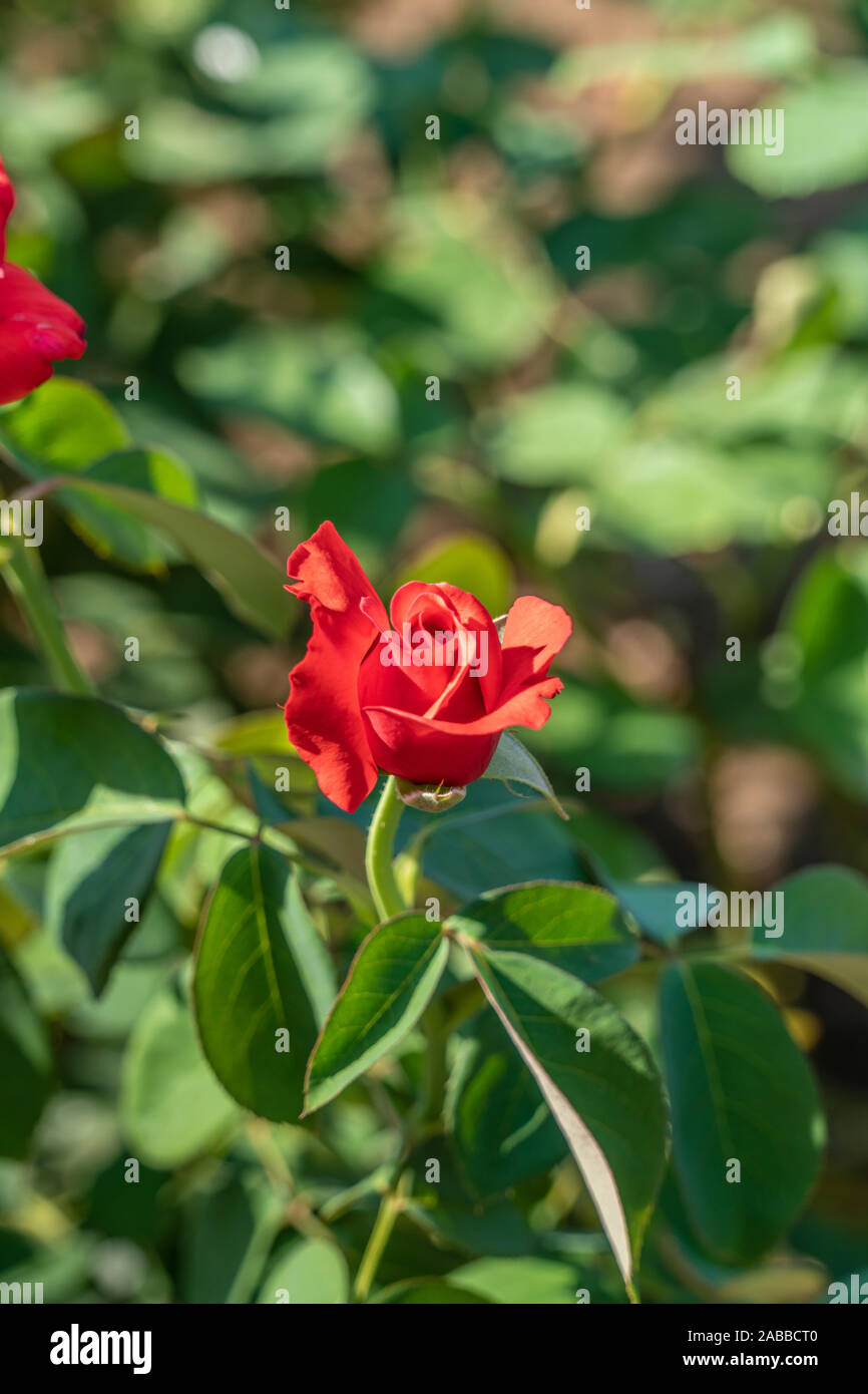 Hiōgi Hiogi hi-res stock photography and images - Alamy