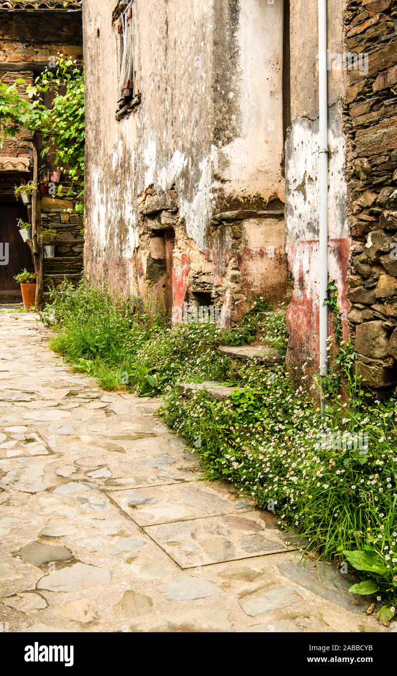 White wildflowers and rustic plaster walls line a path through the village of Talasnal, Portugal Stock Photo