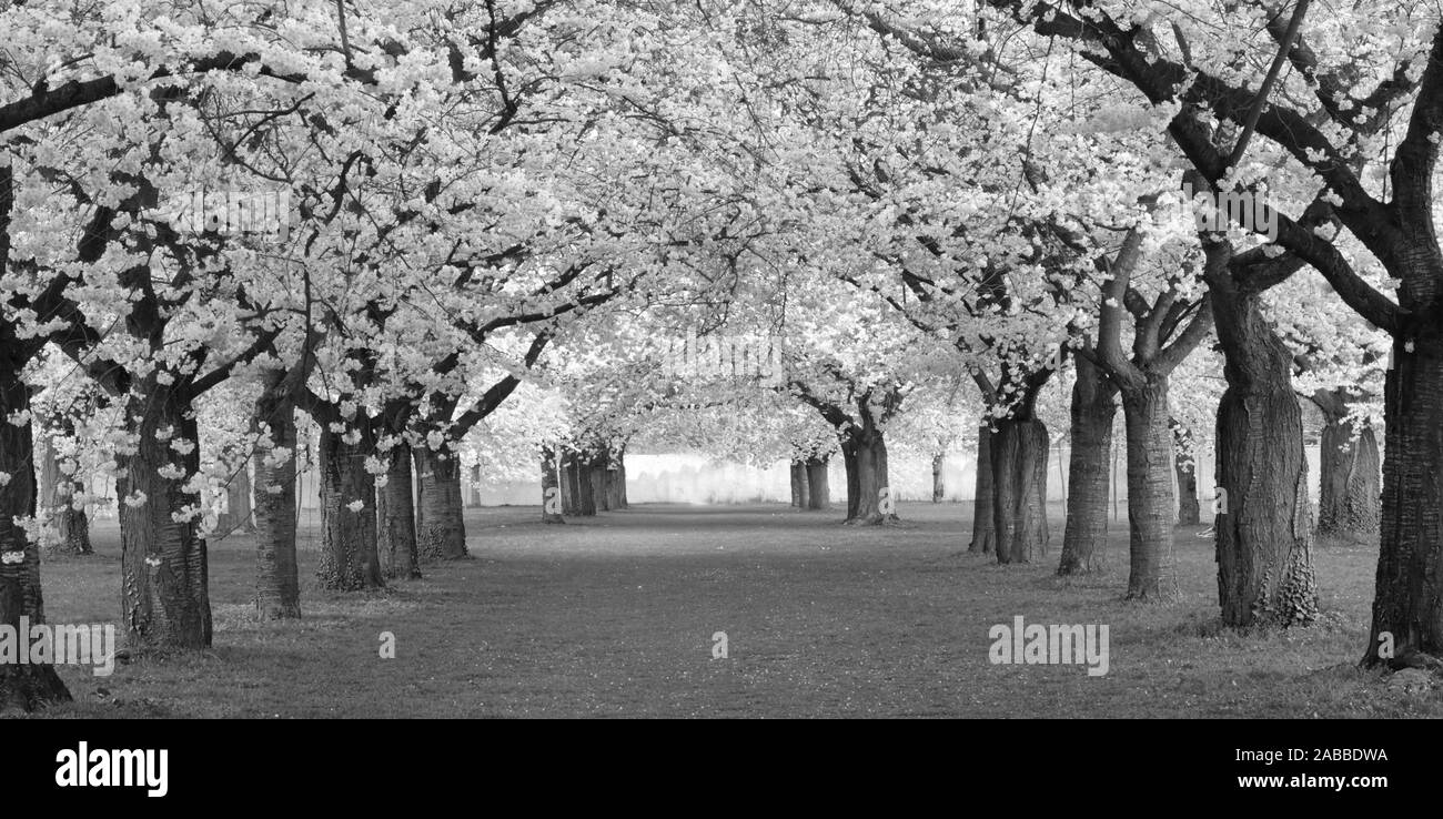 Cherry blossom trees in black and white Stock Photo