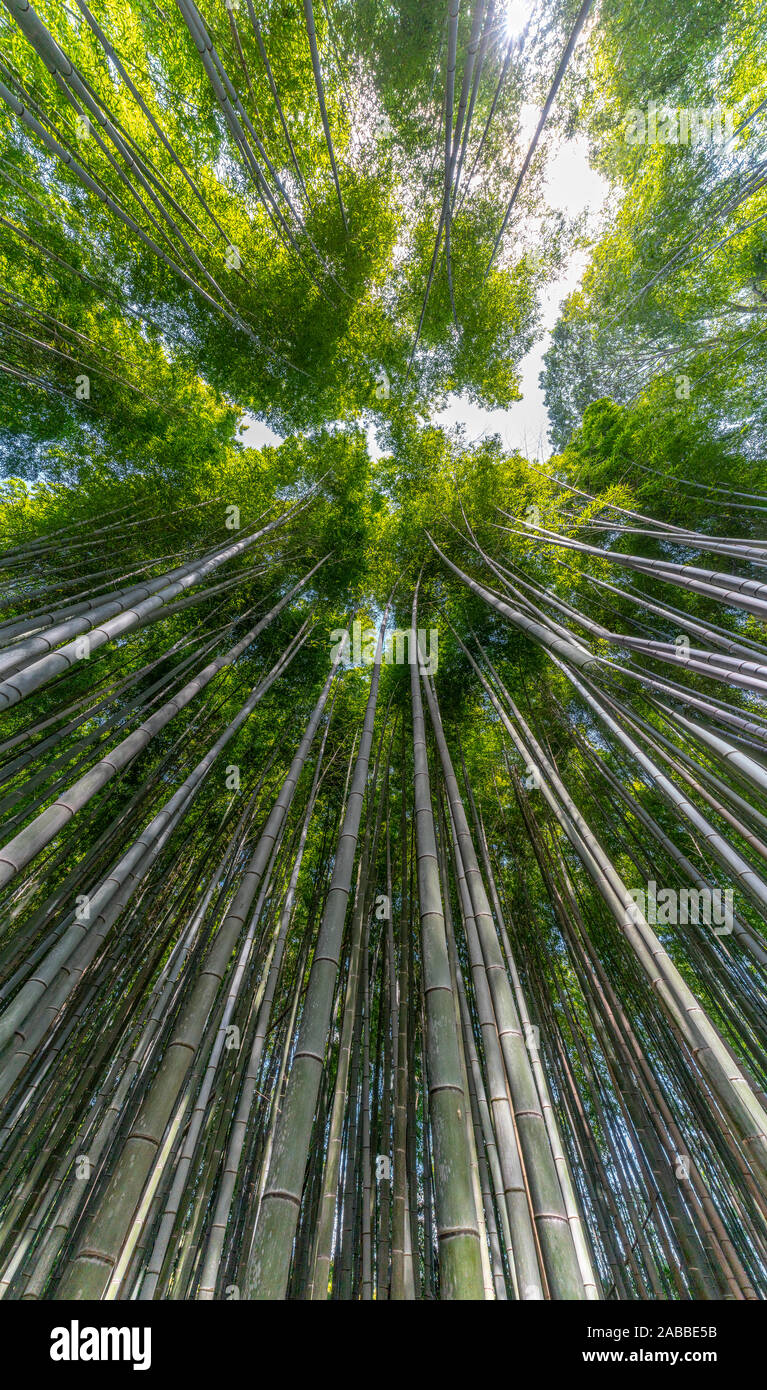 Bamboo Forest, or Arashiyama Bamboo Grove or Sagano Bamboo Forest, is a