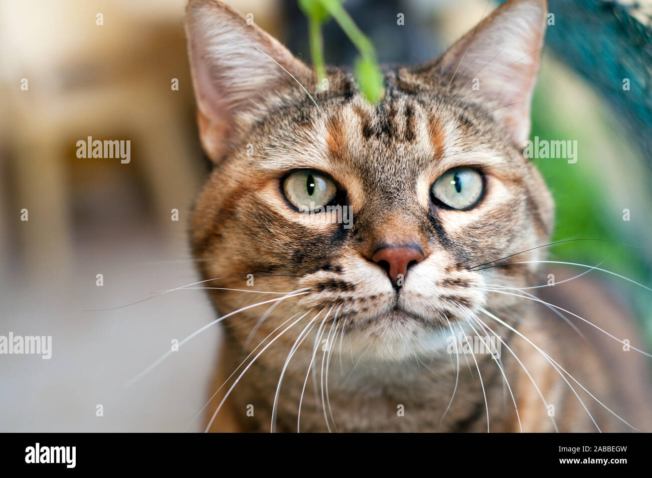 close up of a beautiful tabby female cat with green eyes. looking at ...