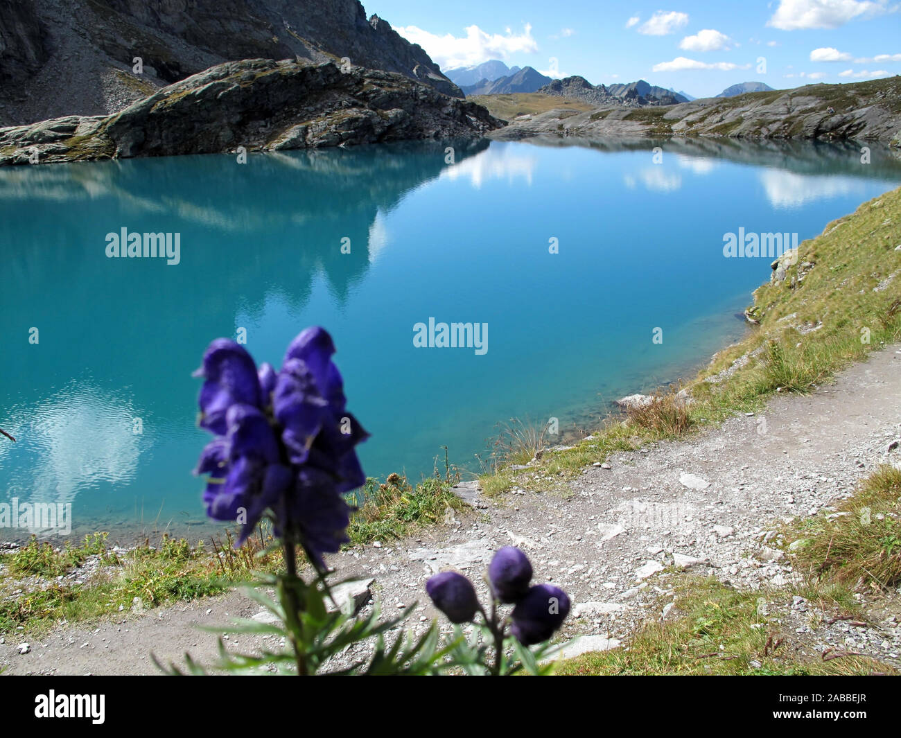 Grey mountain peaks, cotton clouds and a deep blue sky are reflected in the sunny, turquoise Alpine lake, next to the blue aconite, monkshood flower Stock Photo