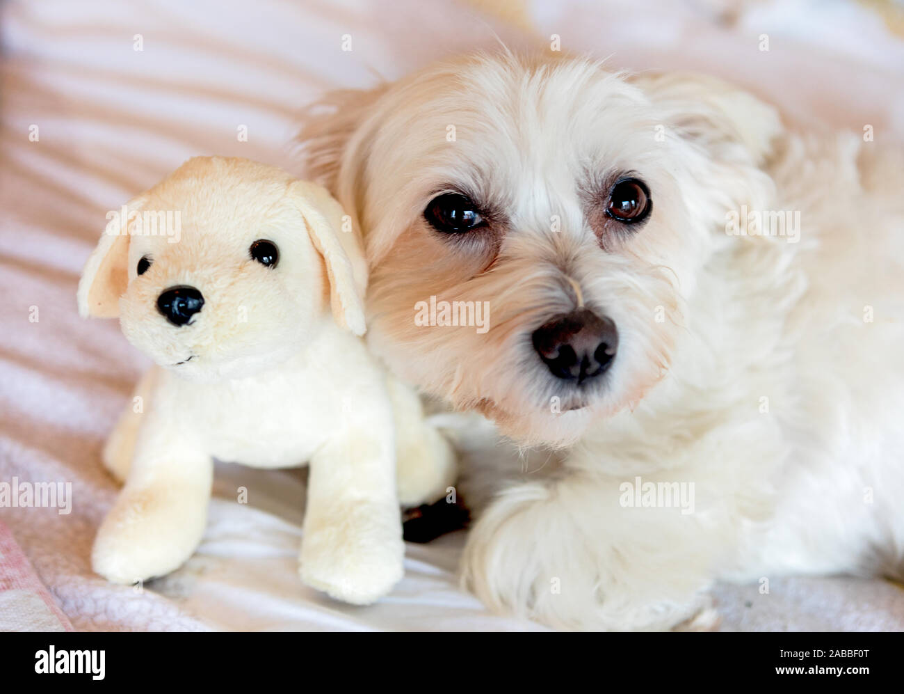 A Maltese Terrier Dog And Toy London UK Stock Photo