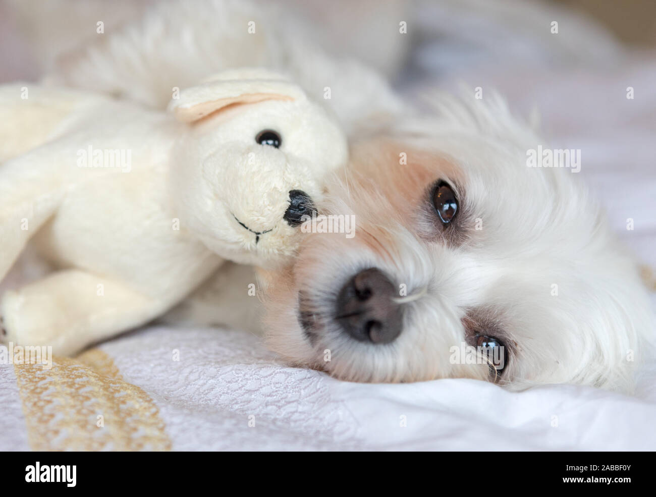 A Maltese Terrier Dog And Toy London UK Stock Photo