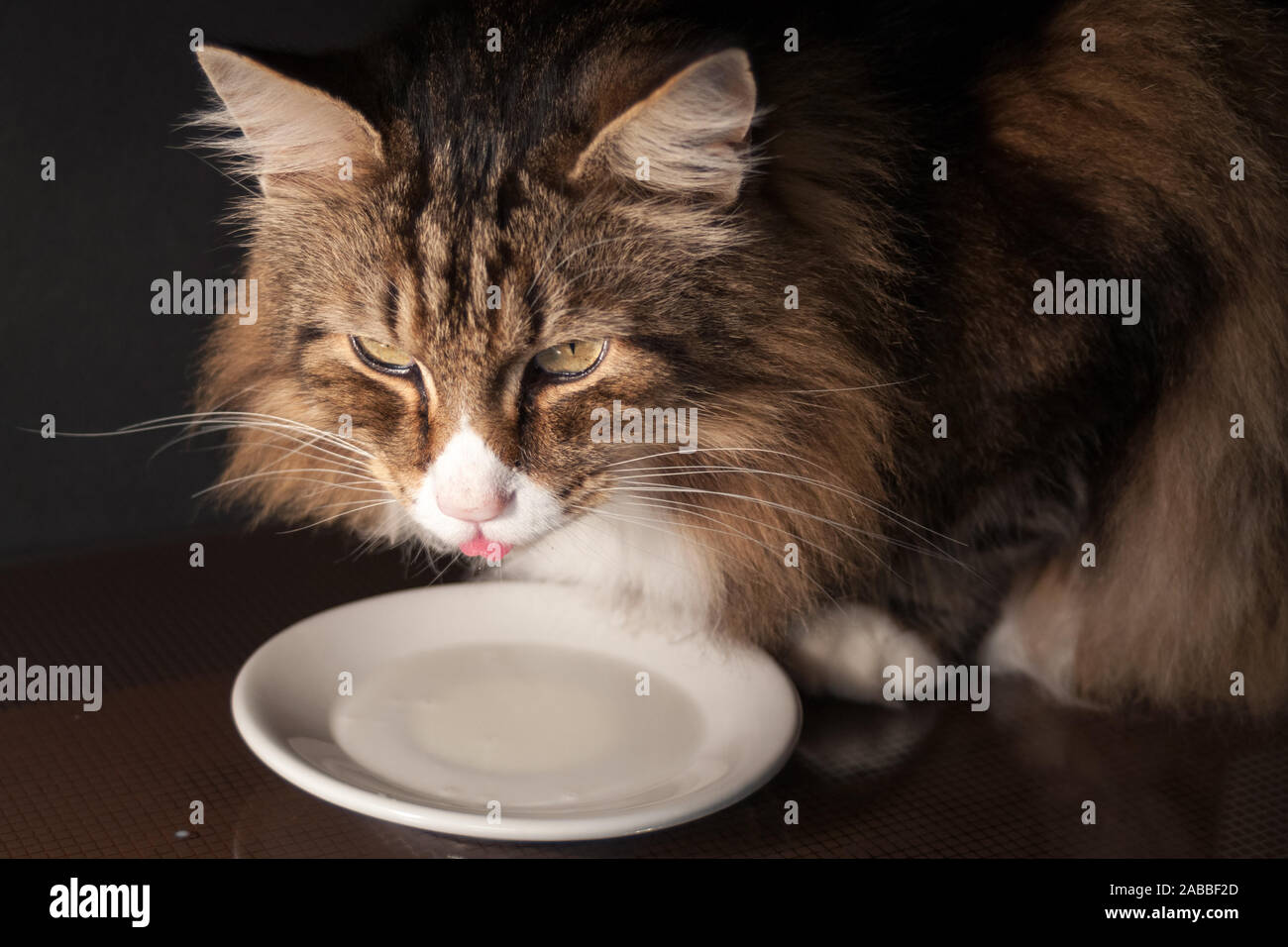 close-up of a beautiful norwegian forest cat drinking milk out of a saucer in dim light. little tongue out. Stock Photo