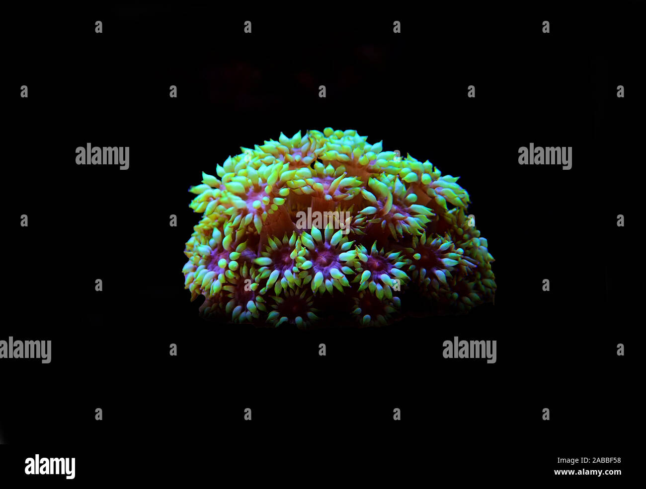 Flower Pot LPS Coral - (Goniopora sp.) Stock Photo