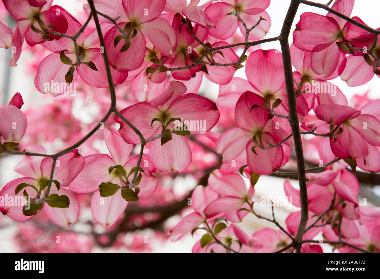 Pink Dogwood Flowers Stock Photo - Alamy