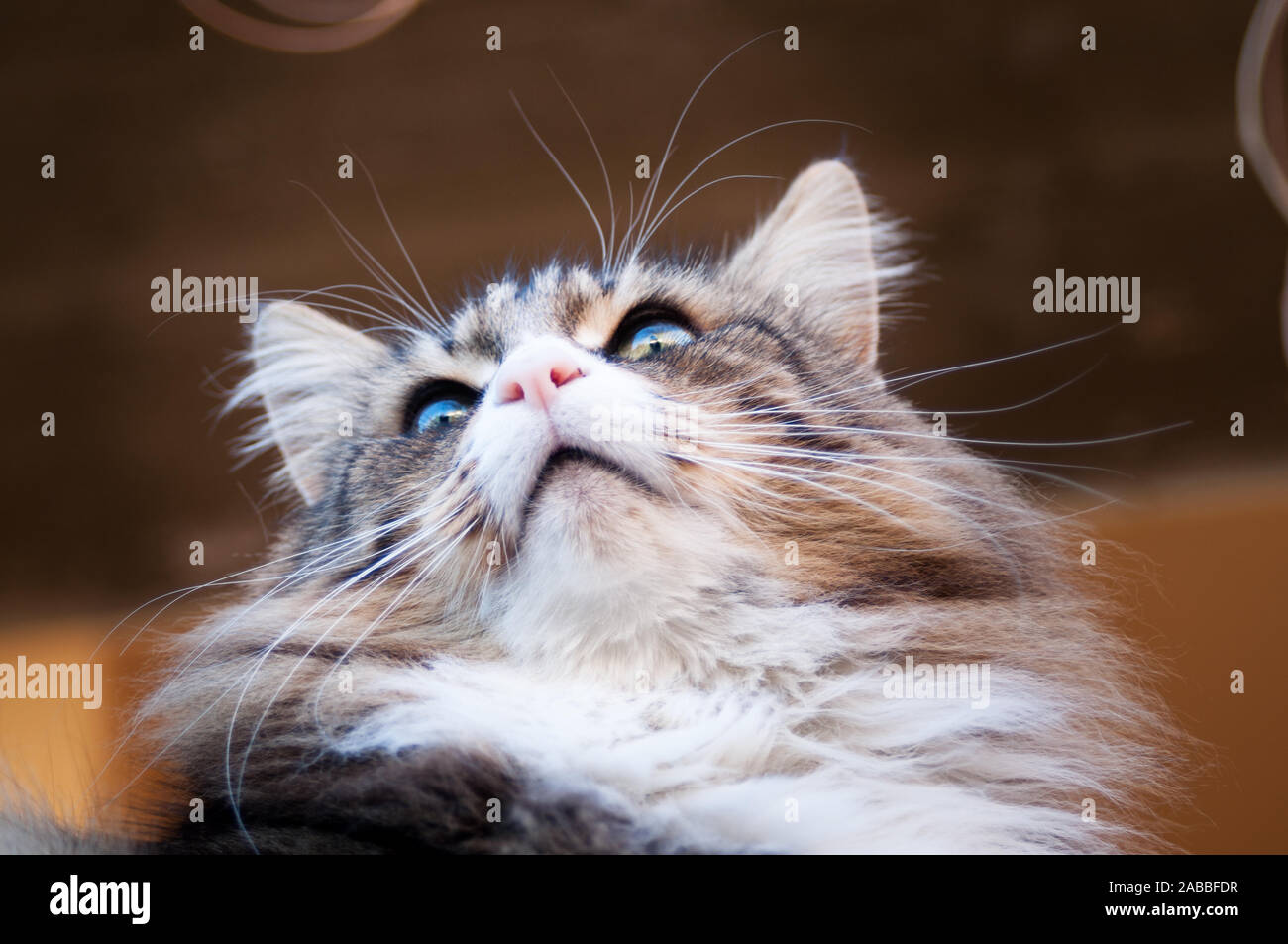 close up of a beautiful norwegian forest cat from below. cat face from below. whiskers and eyebrow against the light. Stock Photo