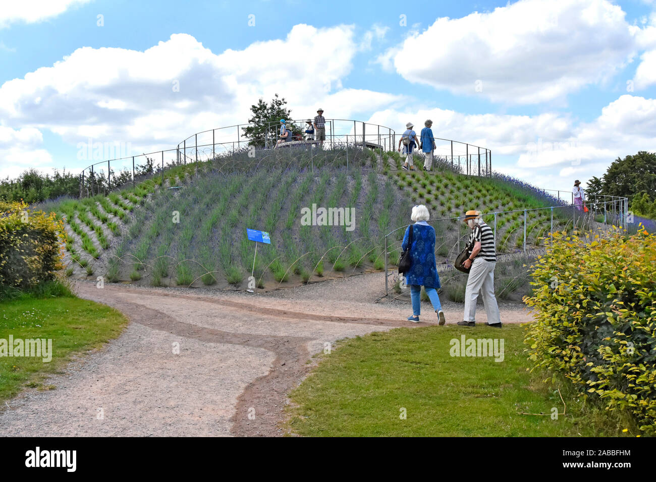 RHS Wisley garden & viewing mount new planting of lavender & rosemary visitors can  walk short winding path for views of the gardens Surrey England UK Stock Photo