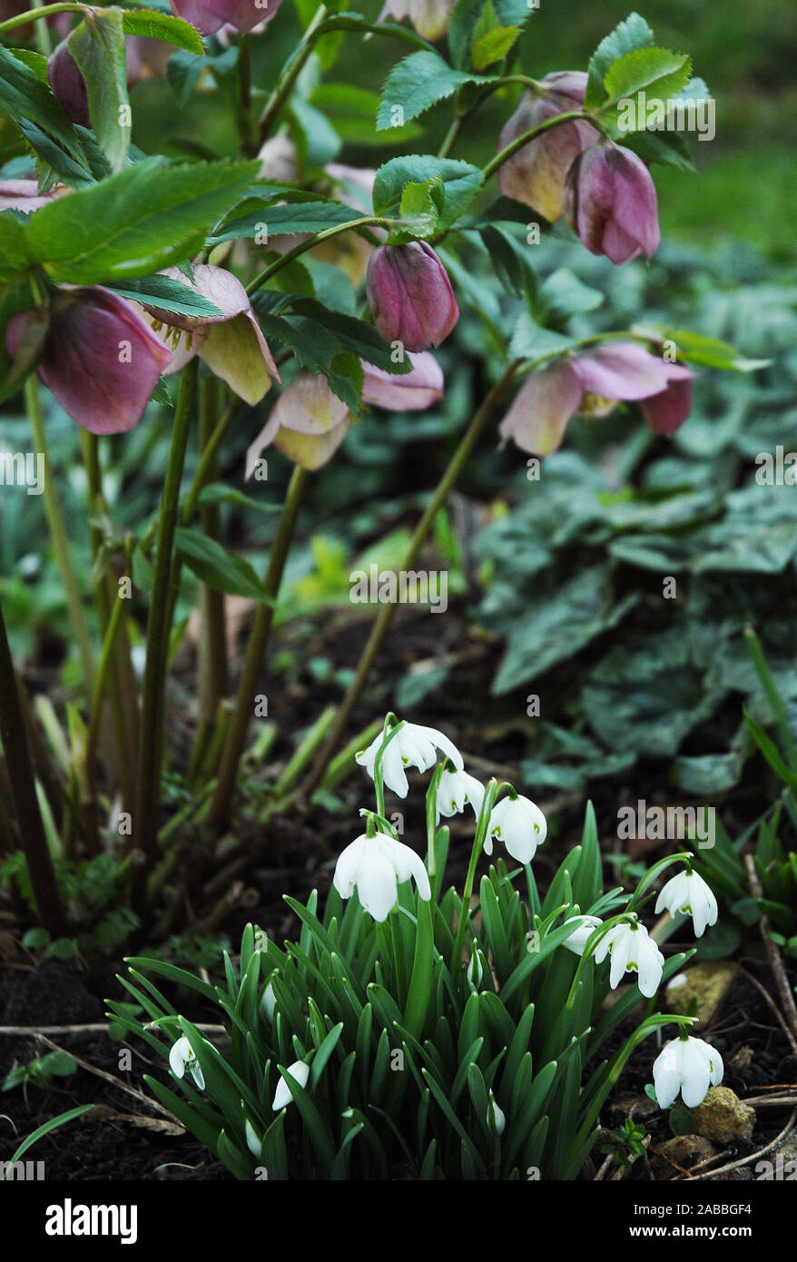 Hellebore,snowdrops and cyclame hererifolium Stock Photo