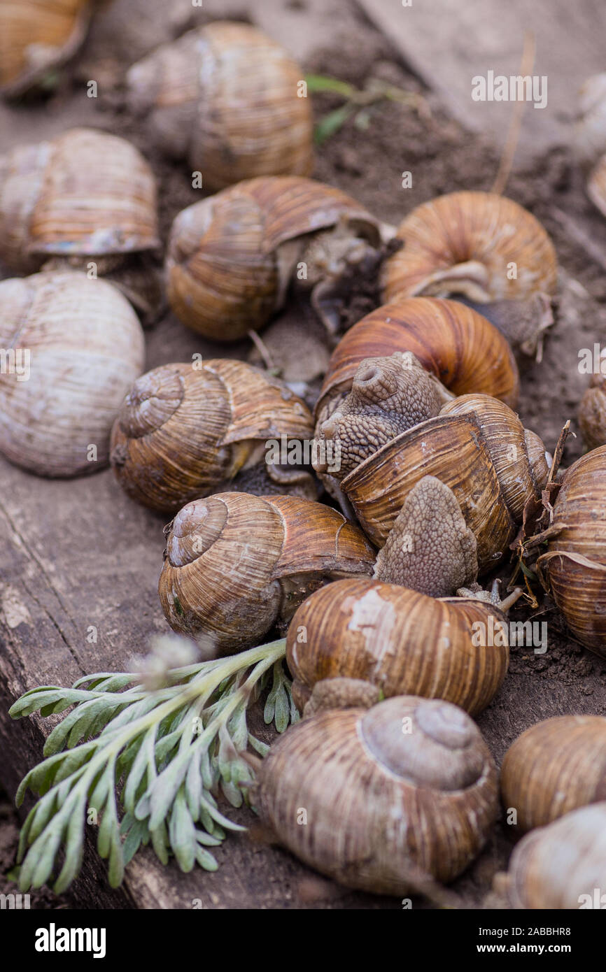 Snail farm hi-res stock photography and images - Page 19 - Alamy