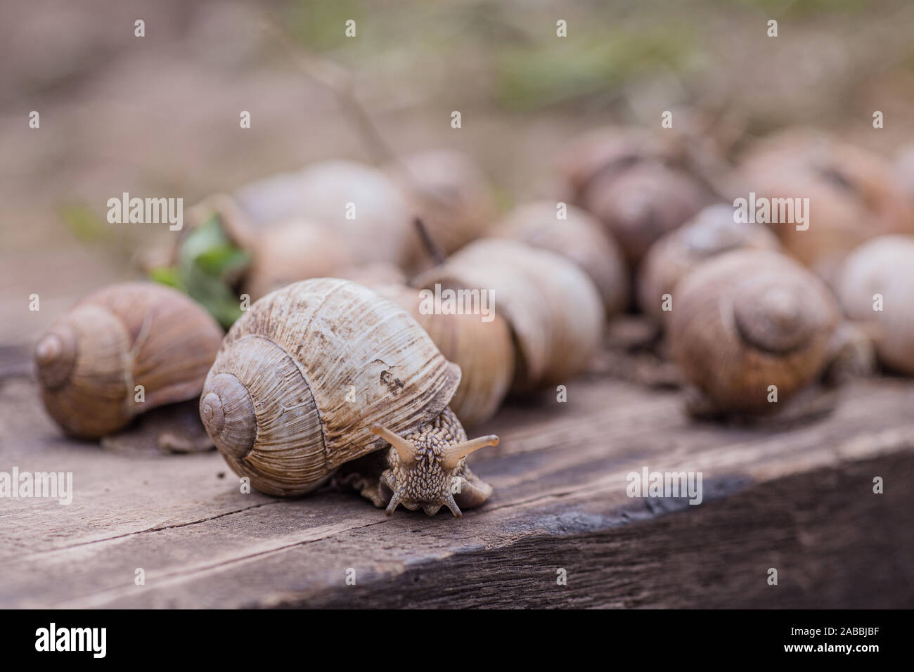 Snail farm hi-res stock photography and images - Page 19 - Alamy