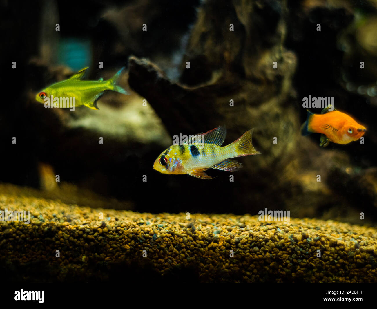 Ram cichlid, lemon tetra and red wagtail platy in a comunitary tropical aquarium Stock Photo