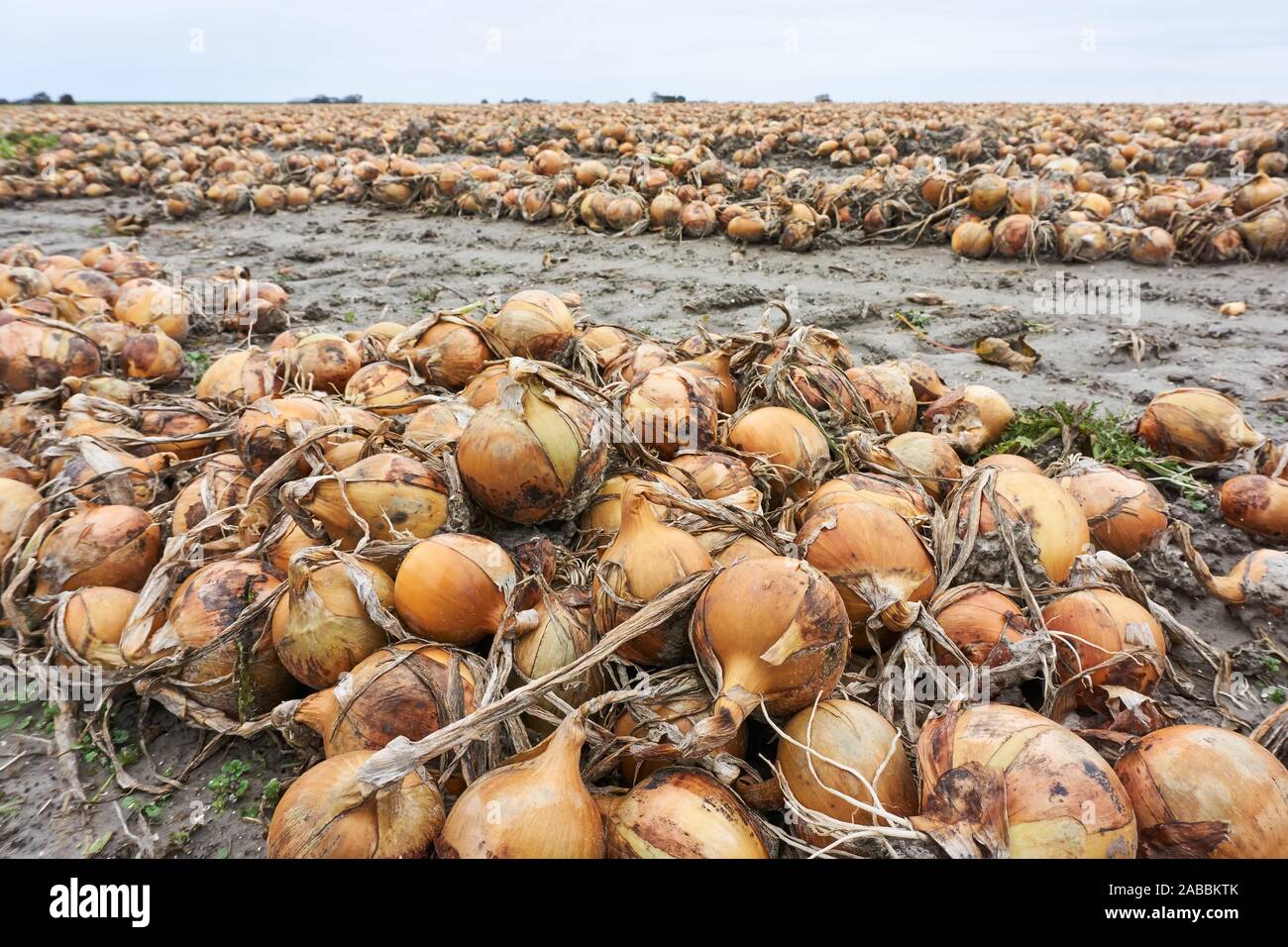 Onion harvest hi-res stock photography and images - Alamy