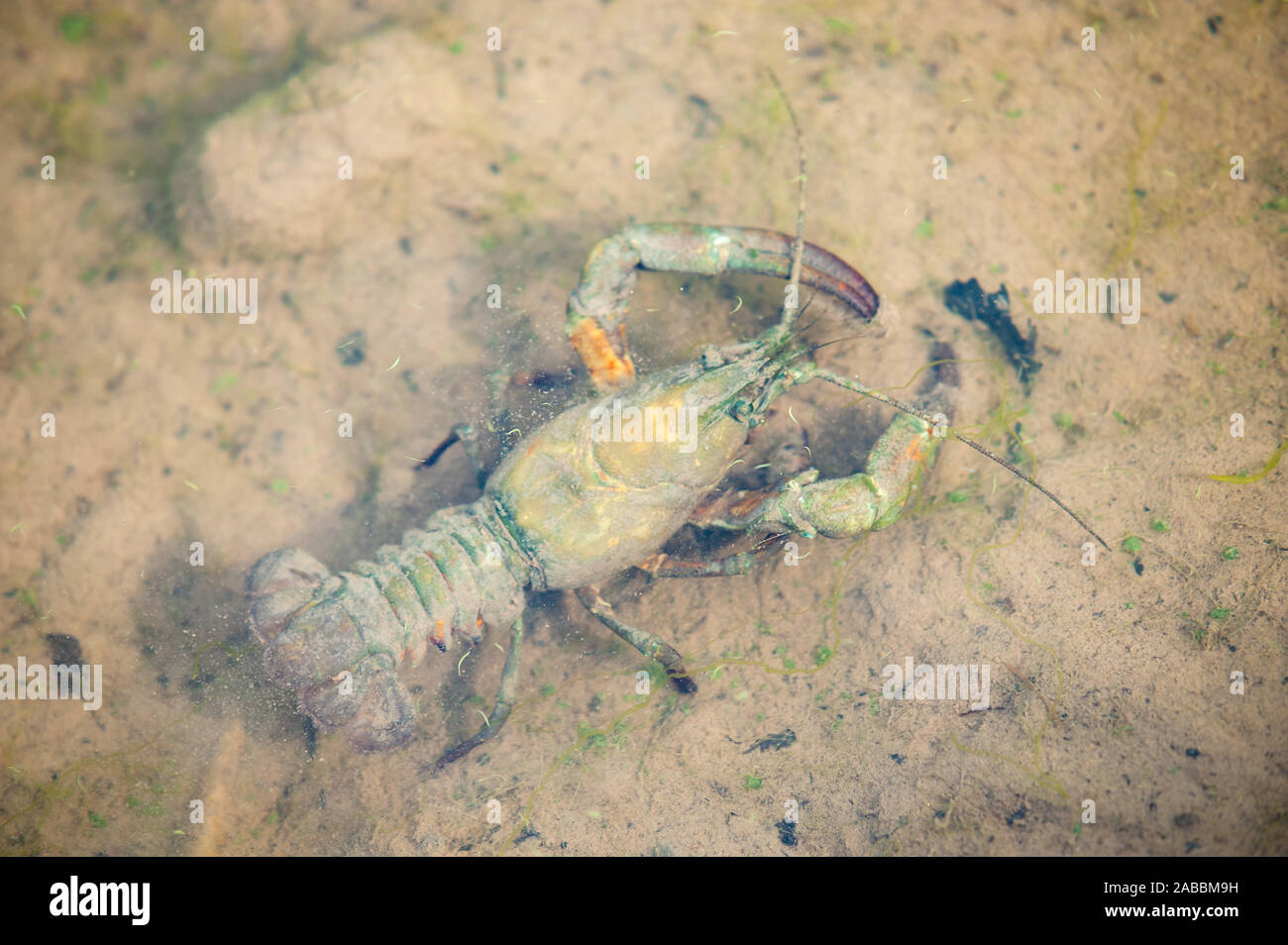 Top view of a crayfish in shallow water Stock Photo
