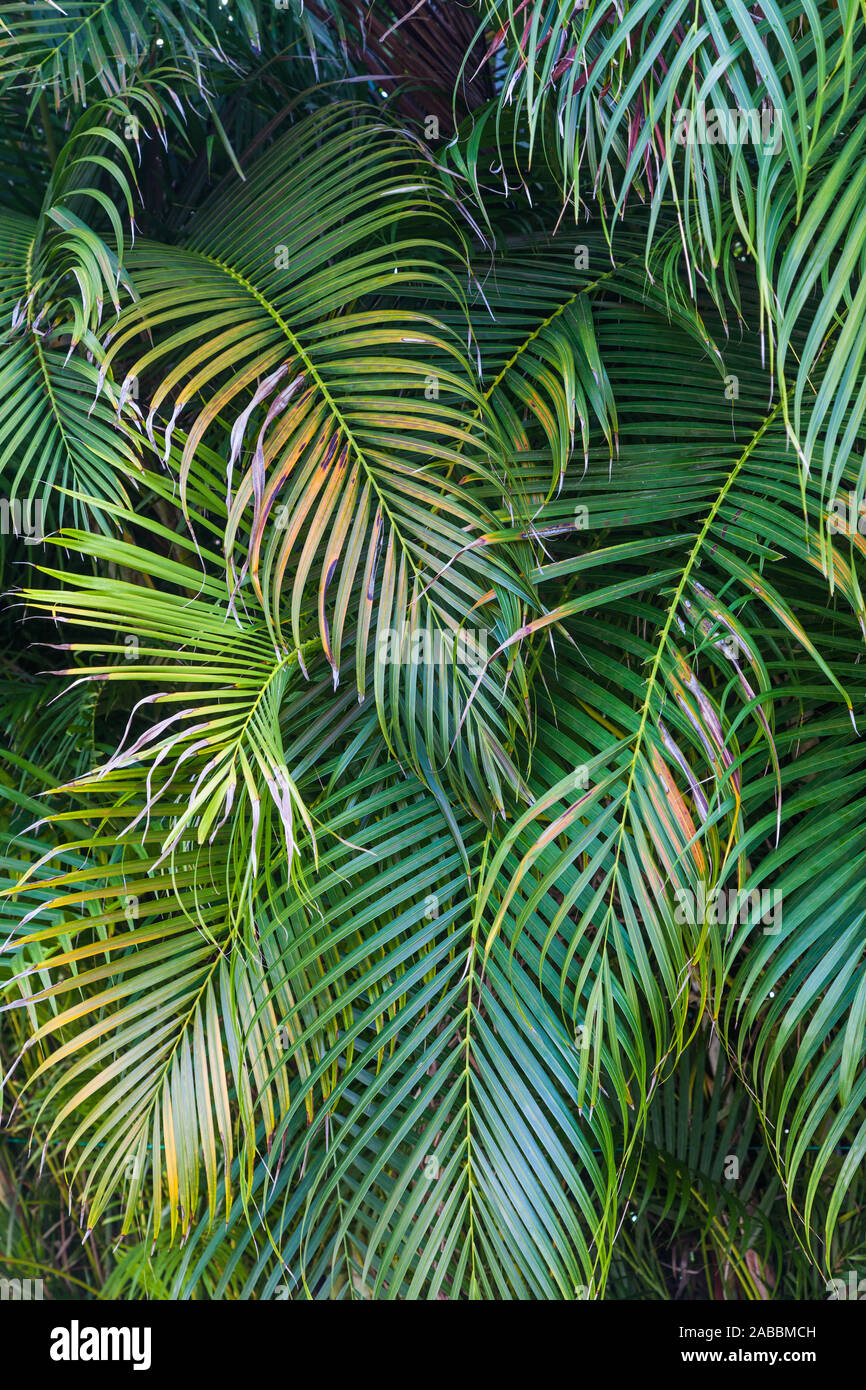 Abstract image of random palm fronds along the Mayan Riviera of the Yucatan peninsula in Mexico Stock Photo