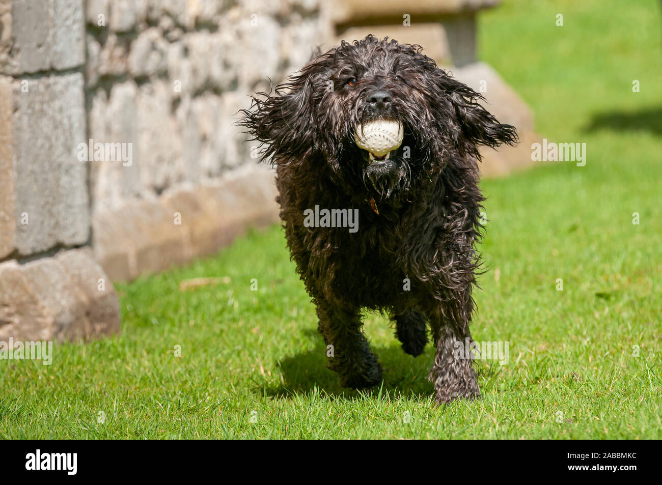 How Fast Can A Labradoodle Run