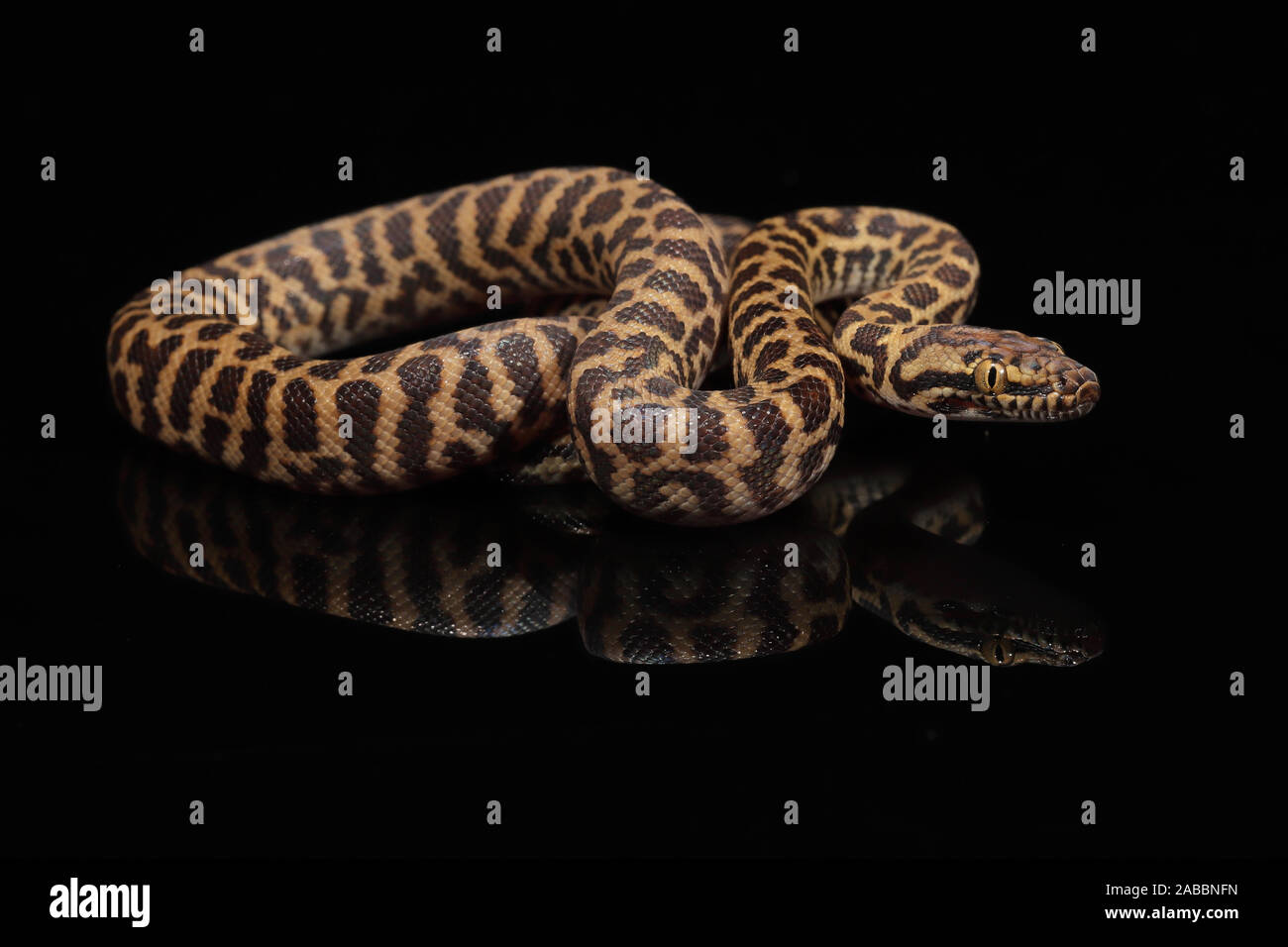 Stimsons hi-res stock photography and images - Alamy