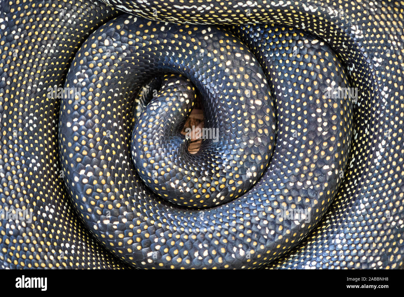 Diamond Python High Resolution Stock Photography and Images - Alamy