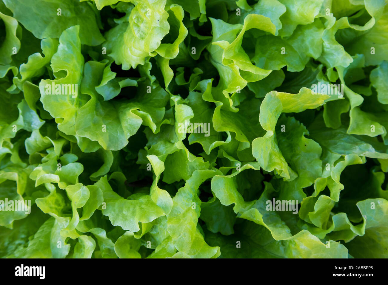 Green Leaf Lettuce Background Stock Photo