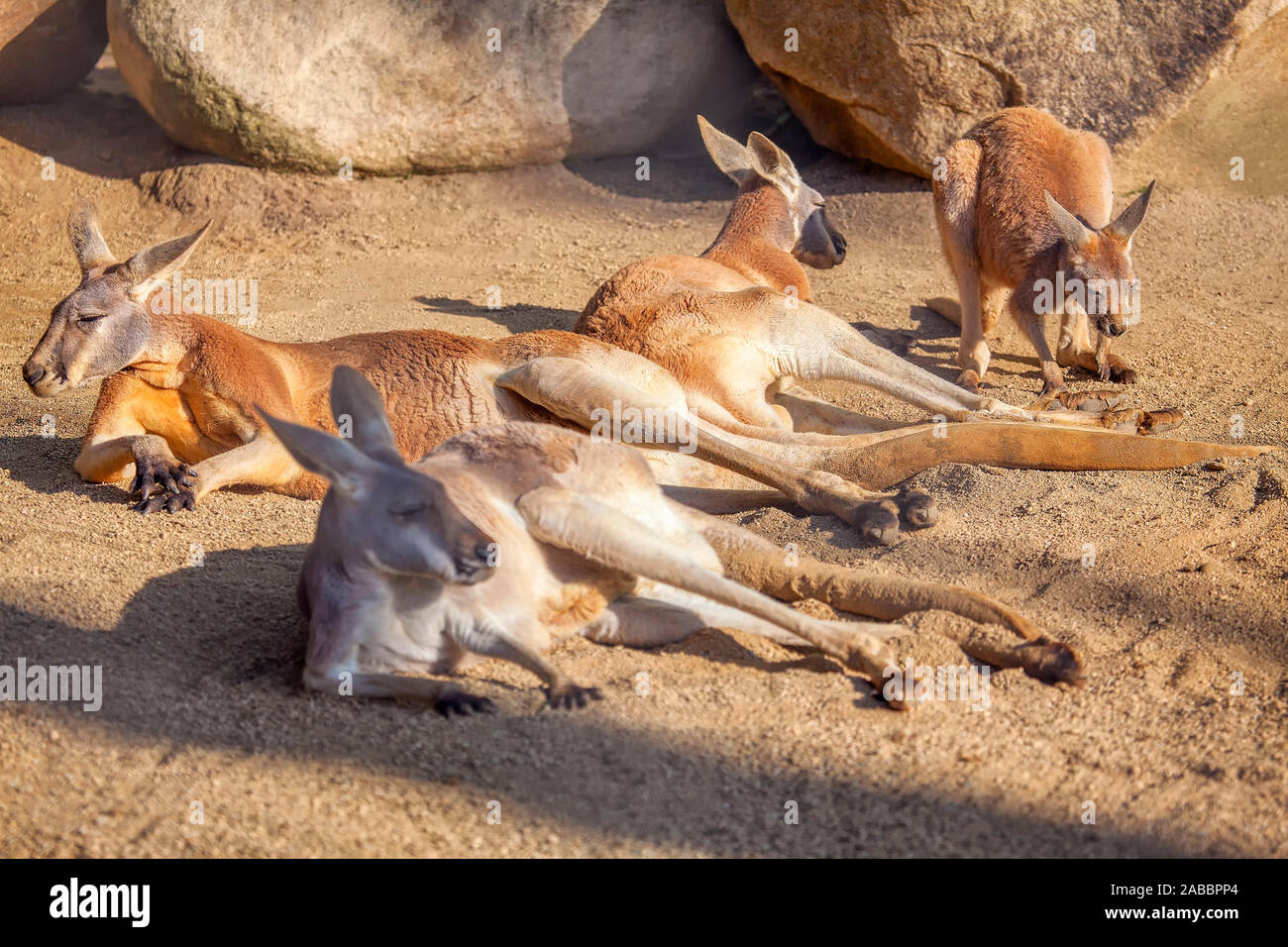 Red kangaroo family lying on the sand Stock Photo