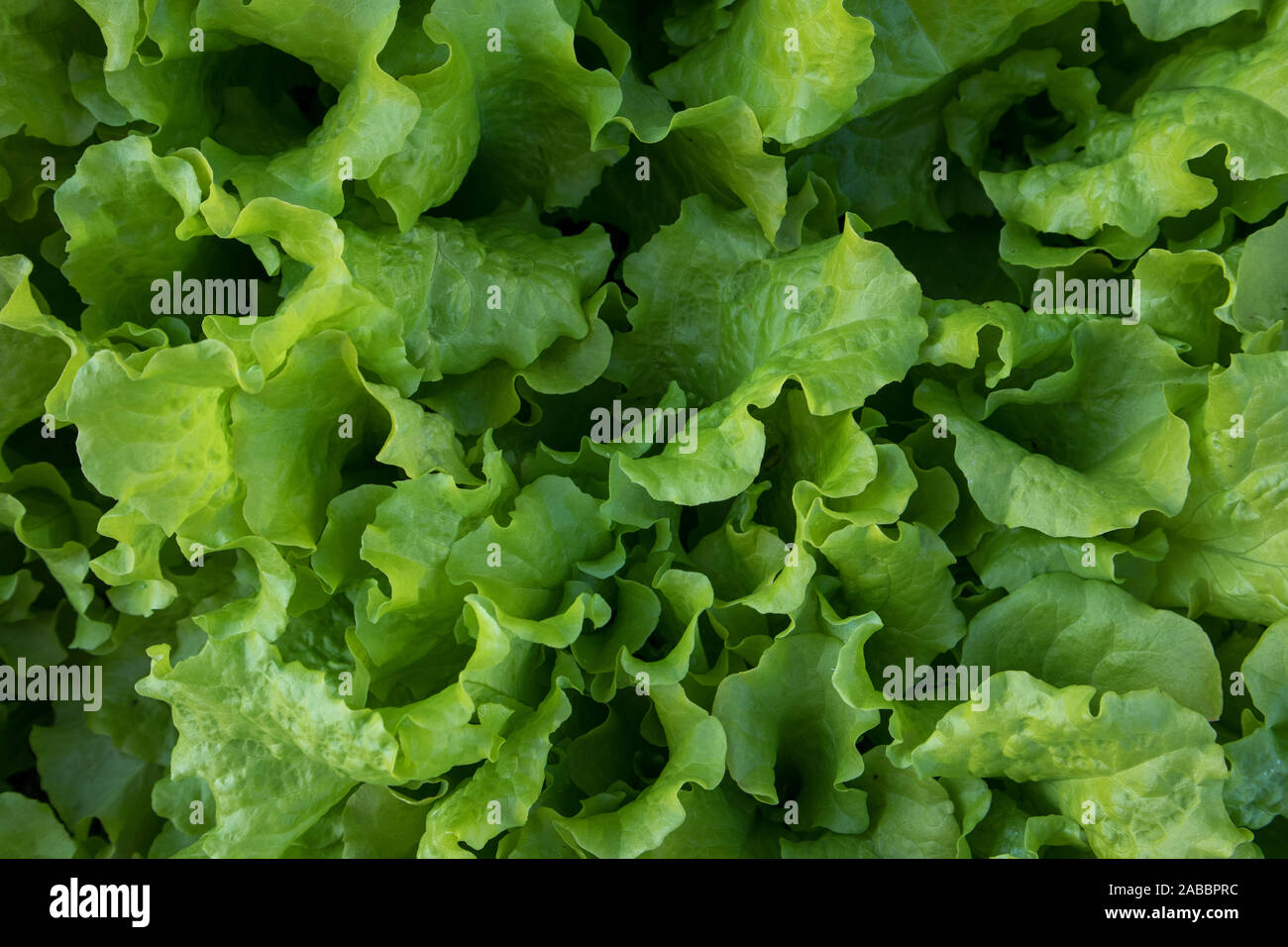 Green Leaf Lettuce Background Stock Photo