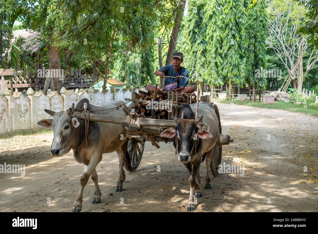 A man on an ox-cart transports wood to market on a dirt road along the Chindwin River in northeastern Myanmar (Burma) Stock Photo