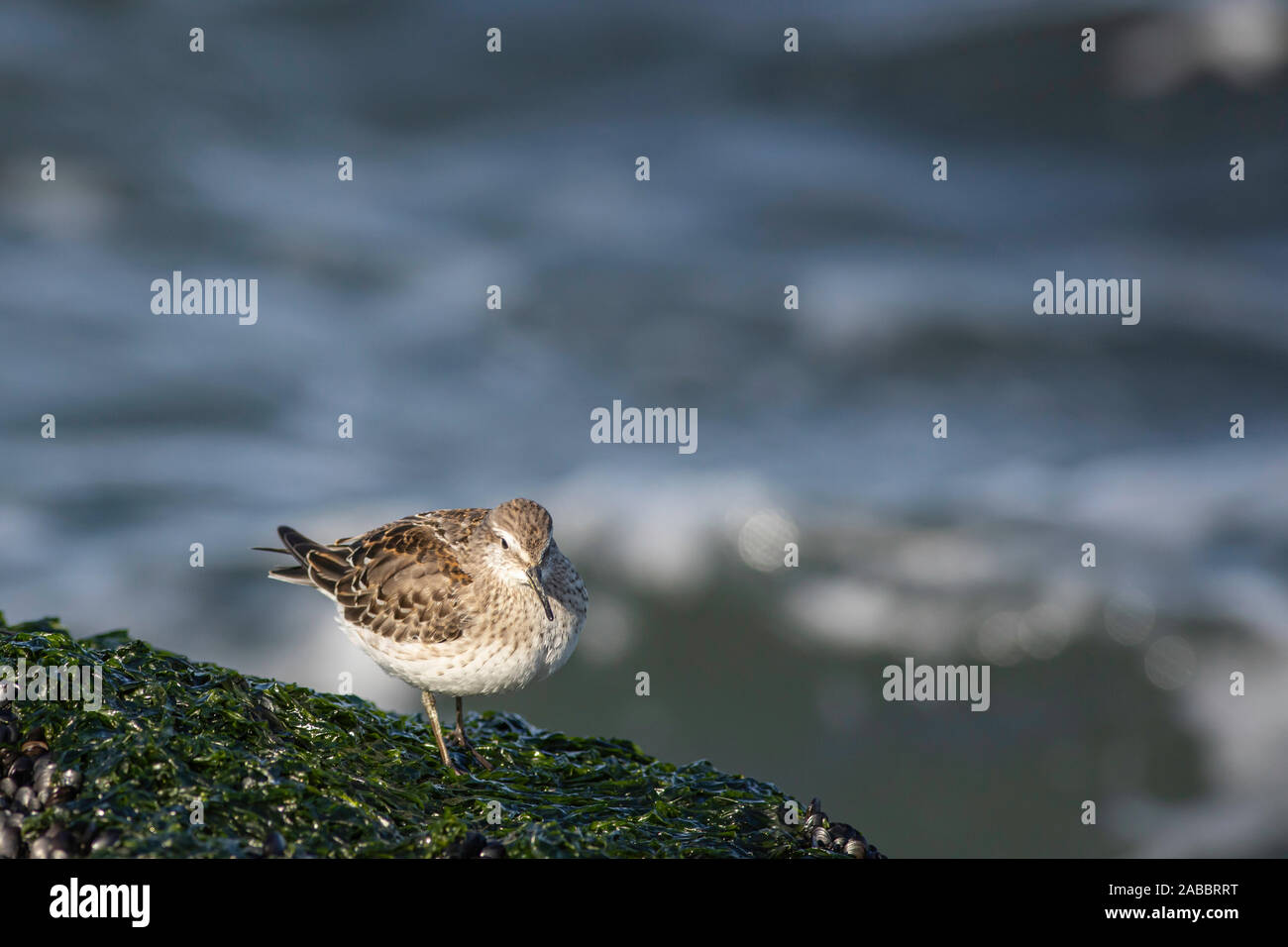 Dunlin - Calidris alpina Stock Photo