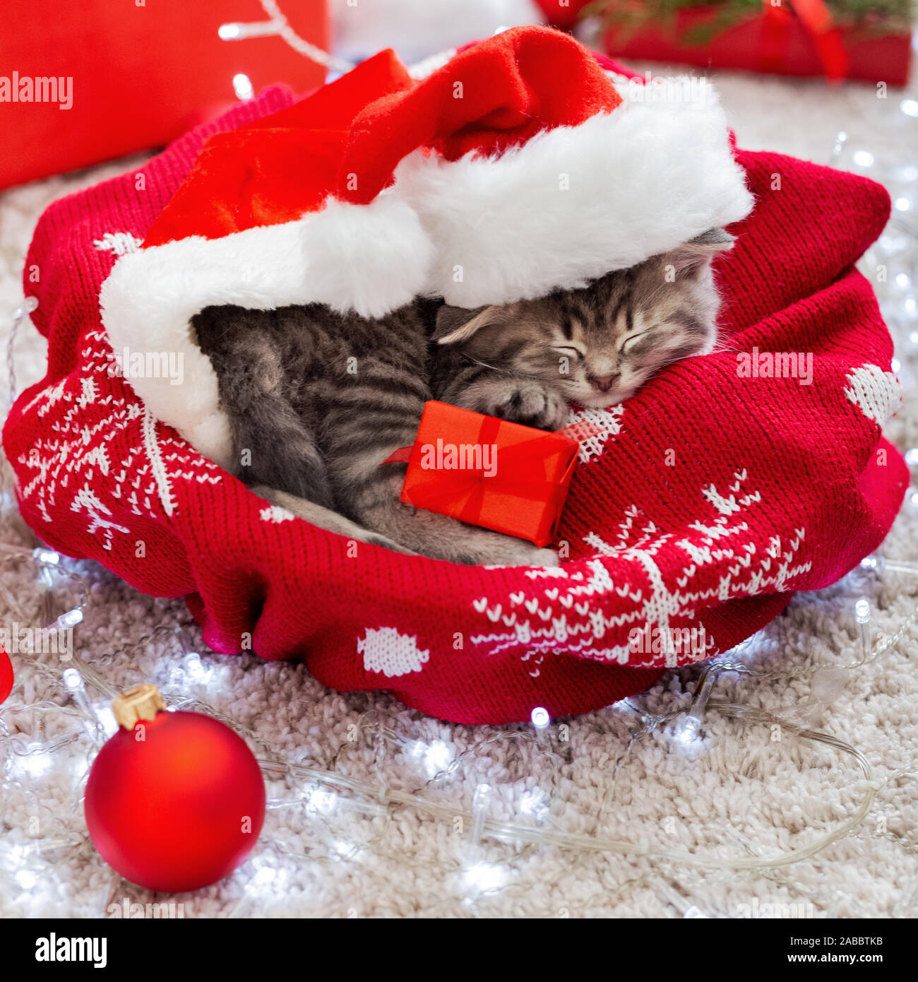 Christmas Cat Wearing Santa Claus Hat Holding Gift Box Sleeping On Plaid Under Christmas Tree Christmas Presents Concept Cozy Home Animal Pet Kit Stock Photo Alamy