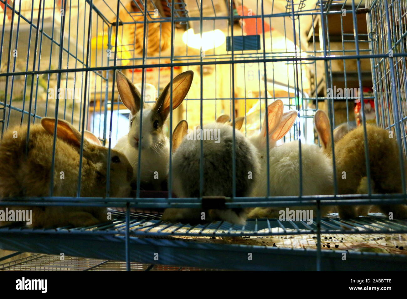 rabbit the intelligent Stock Photo
