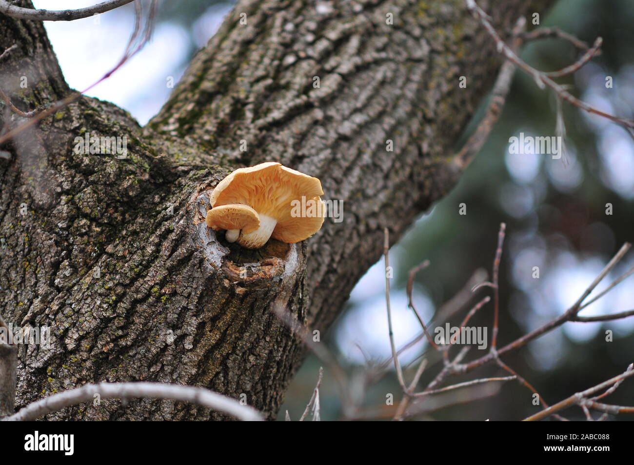 Two late season white mushroom (Agrocybe cylindracea) growing high up a tree trunk from a branch stump. Ottawa, Ontario, Canada. Stock Photo