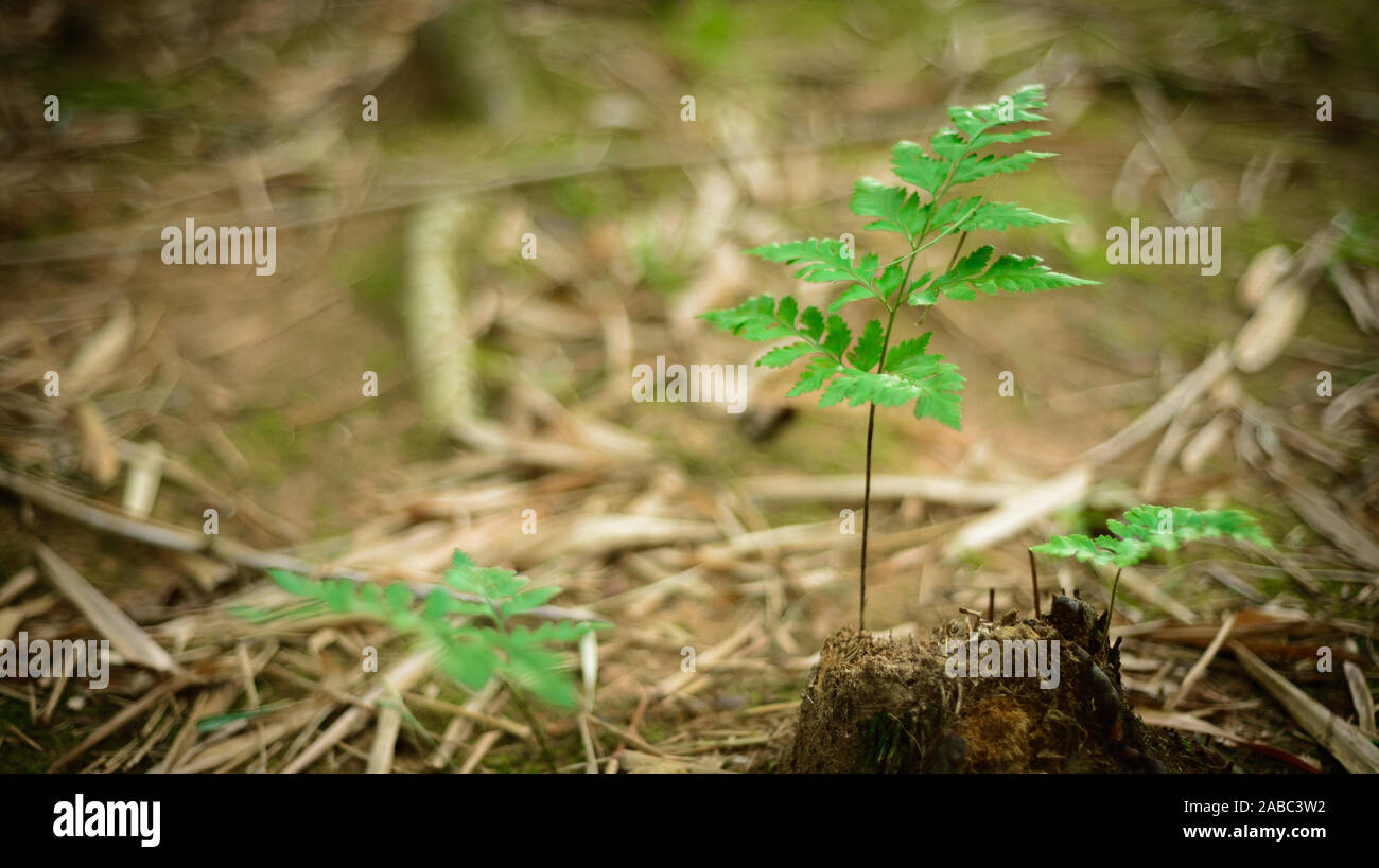 Plant growing from a cut tree Stock Photo