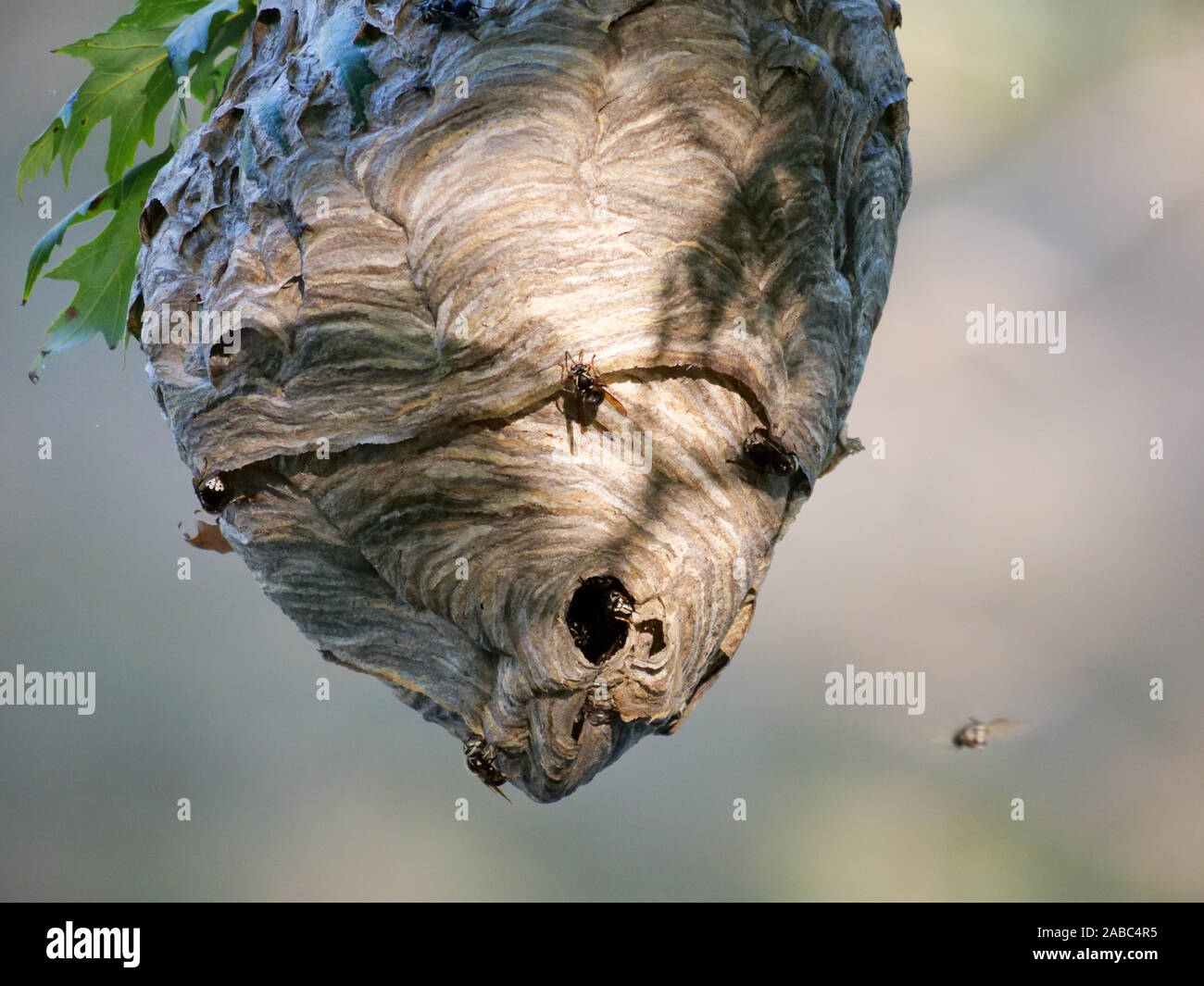 Bald-faced hornets and nest. Dolichovespula maculata. Thatcher Woods, Cook County, Illinois. Stock Photo