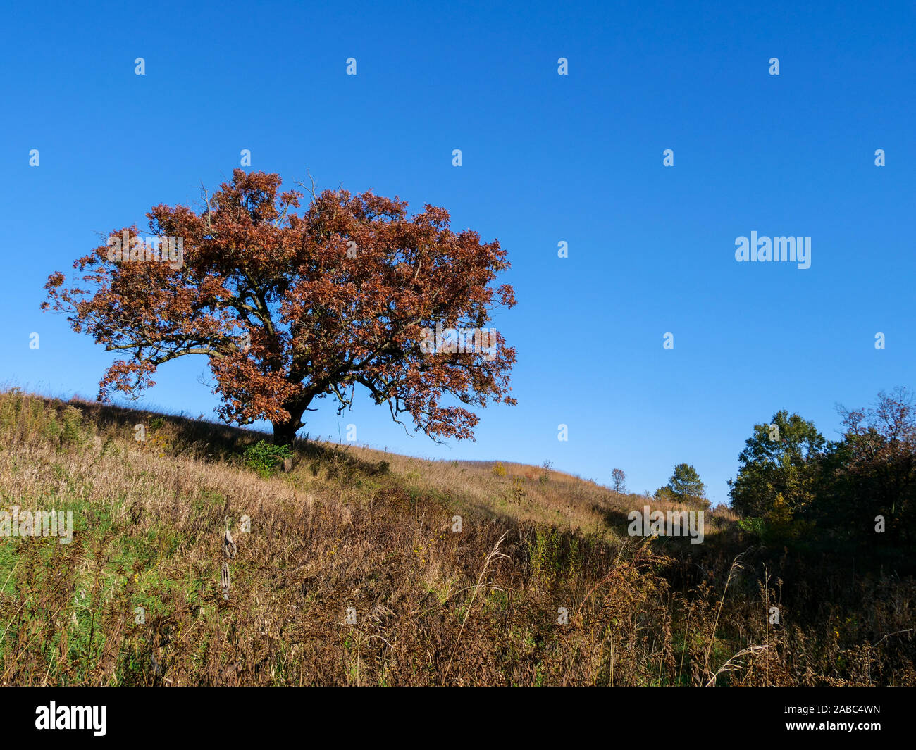Oak Tree growing on Camelback Kame. Glacial Park, McHenry County, Illinois. A kame is a gravel deposit left by a retreating glacier. Stock Photo
