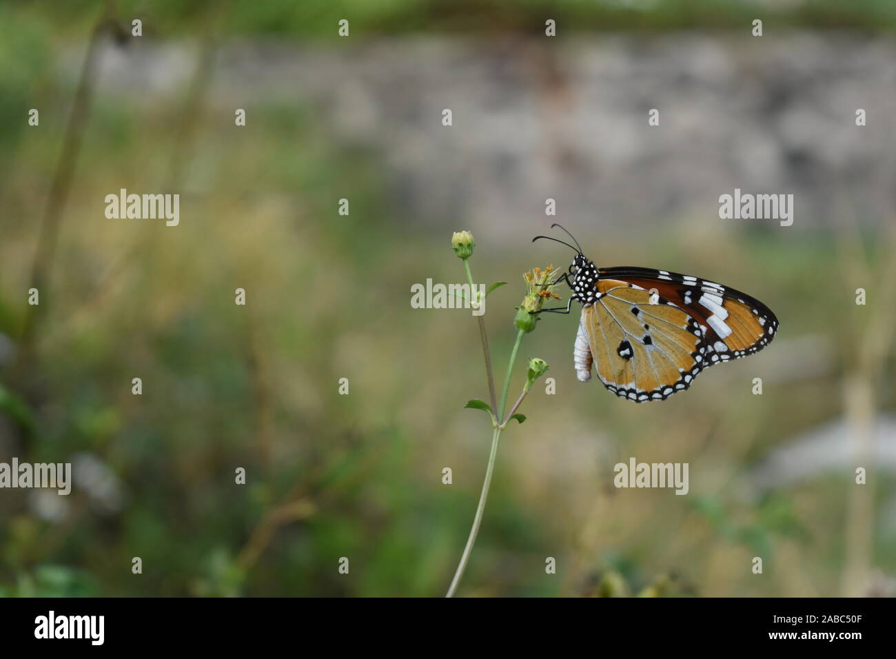 An African Monarch or Plain Tiger butterfly perched on a coatbuttons flower in the beginning of rainy season in Surakarta, Indonesia. Stock Photo