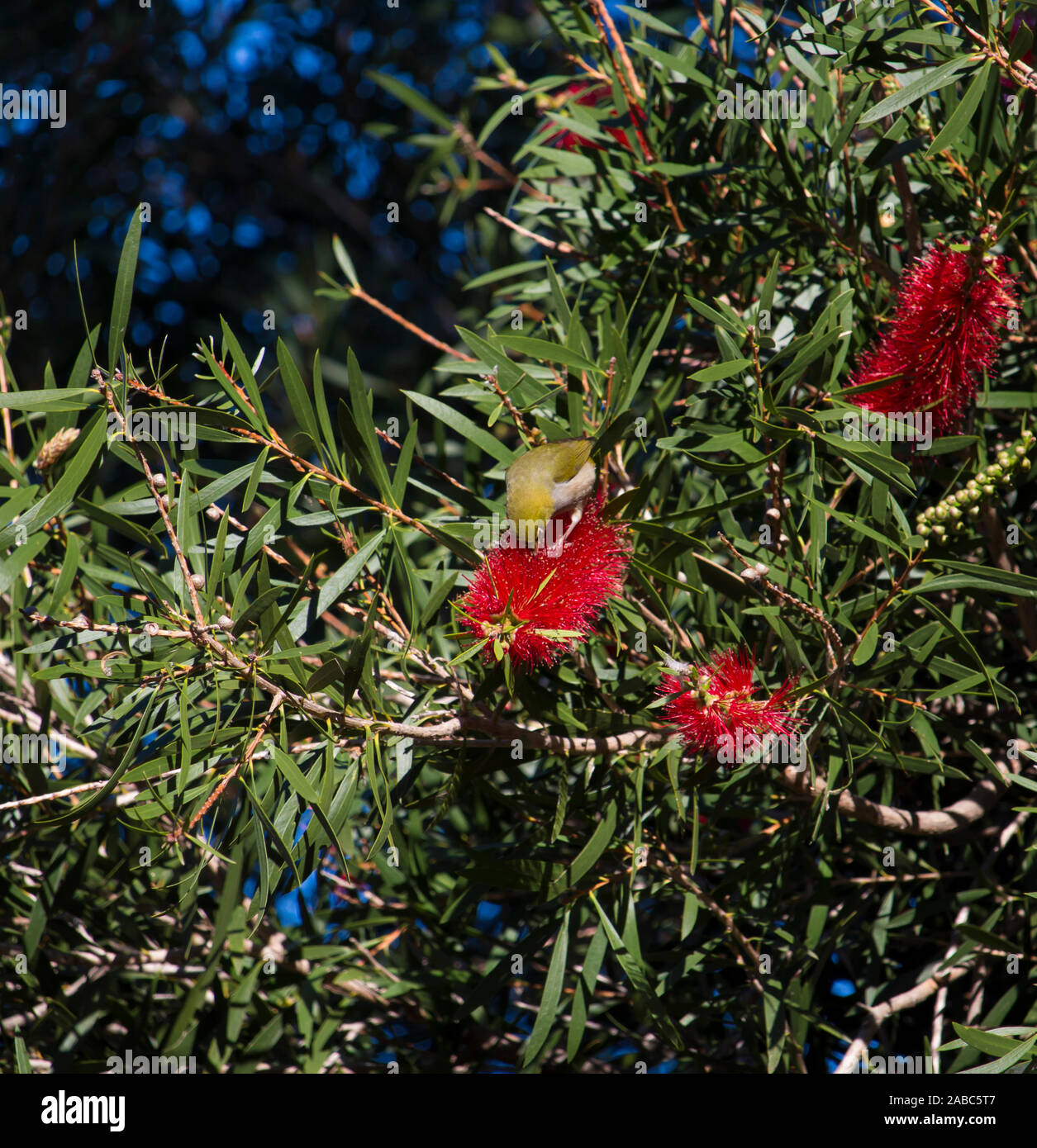 A dainty small  Australian brown Honeyeater family Meliphagidae  a bird native to Australia is  perched in a red callistemon shrub sipping nectar. Stock Photo