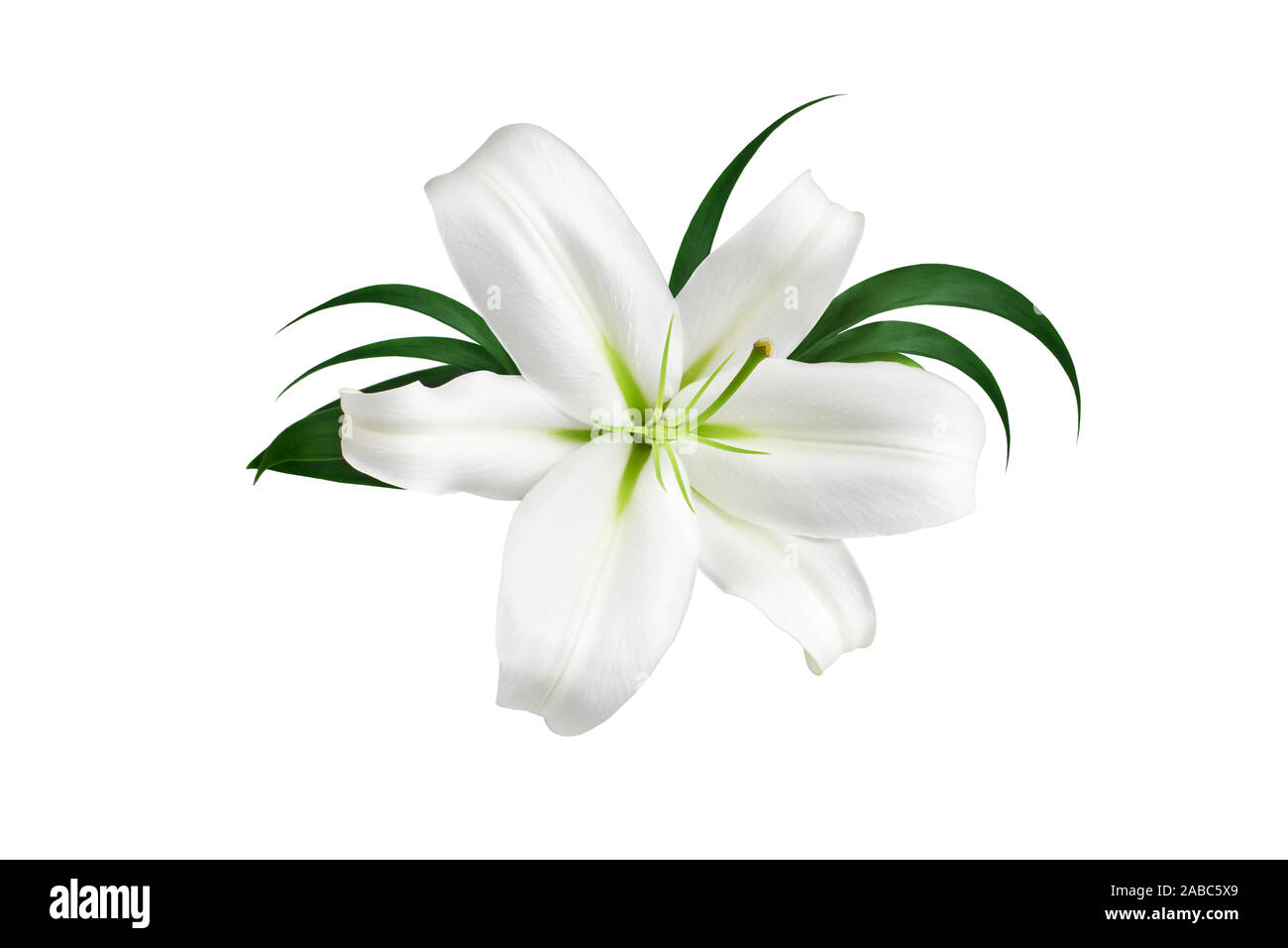 One big white lily flower with green leaves on white background