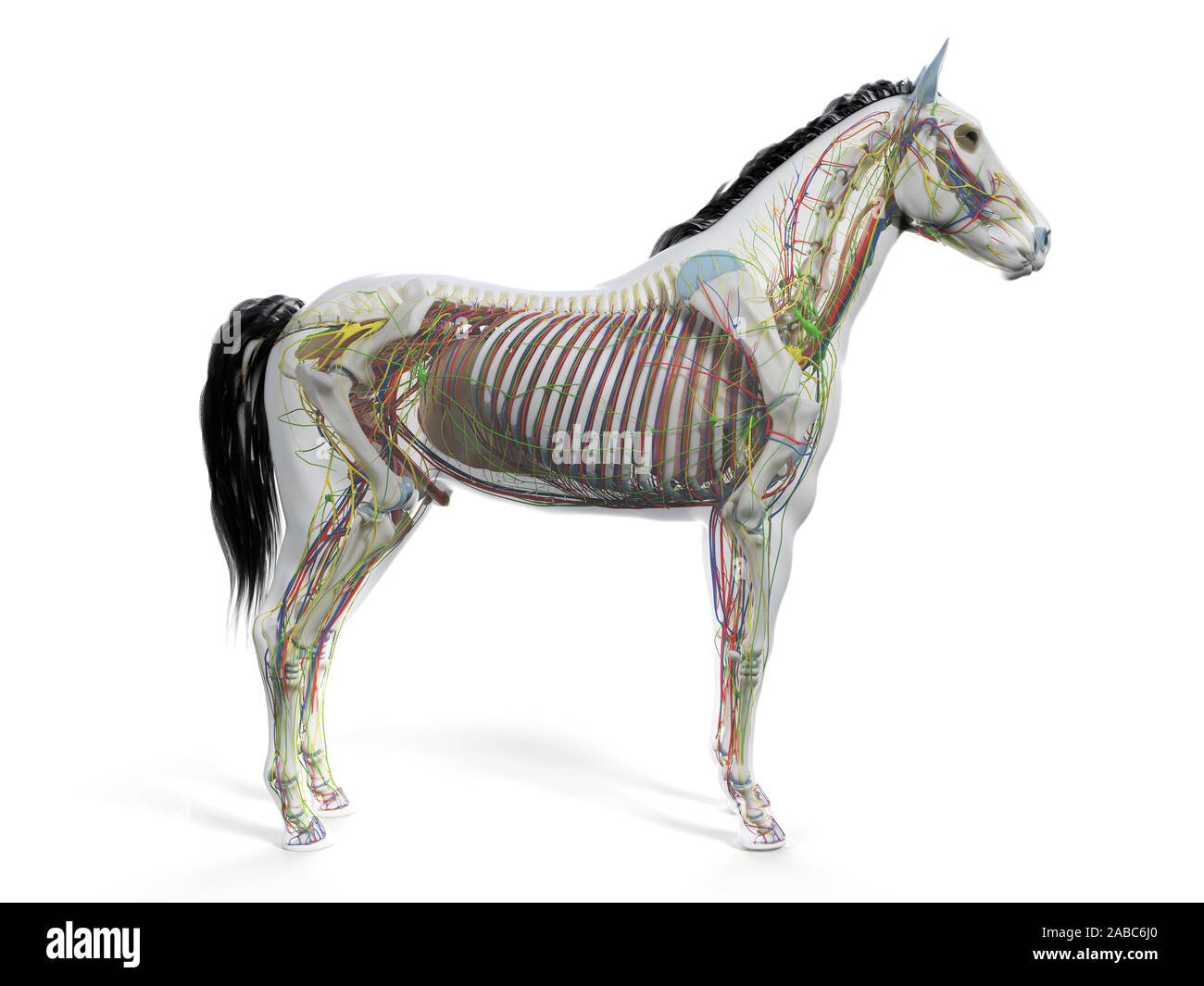 3d rendered anatomy of the equine anatomy Stock Photo Alamy
