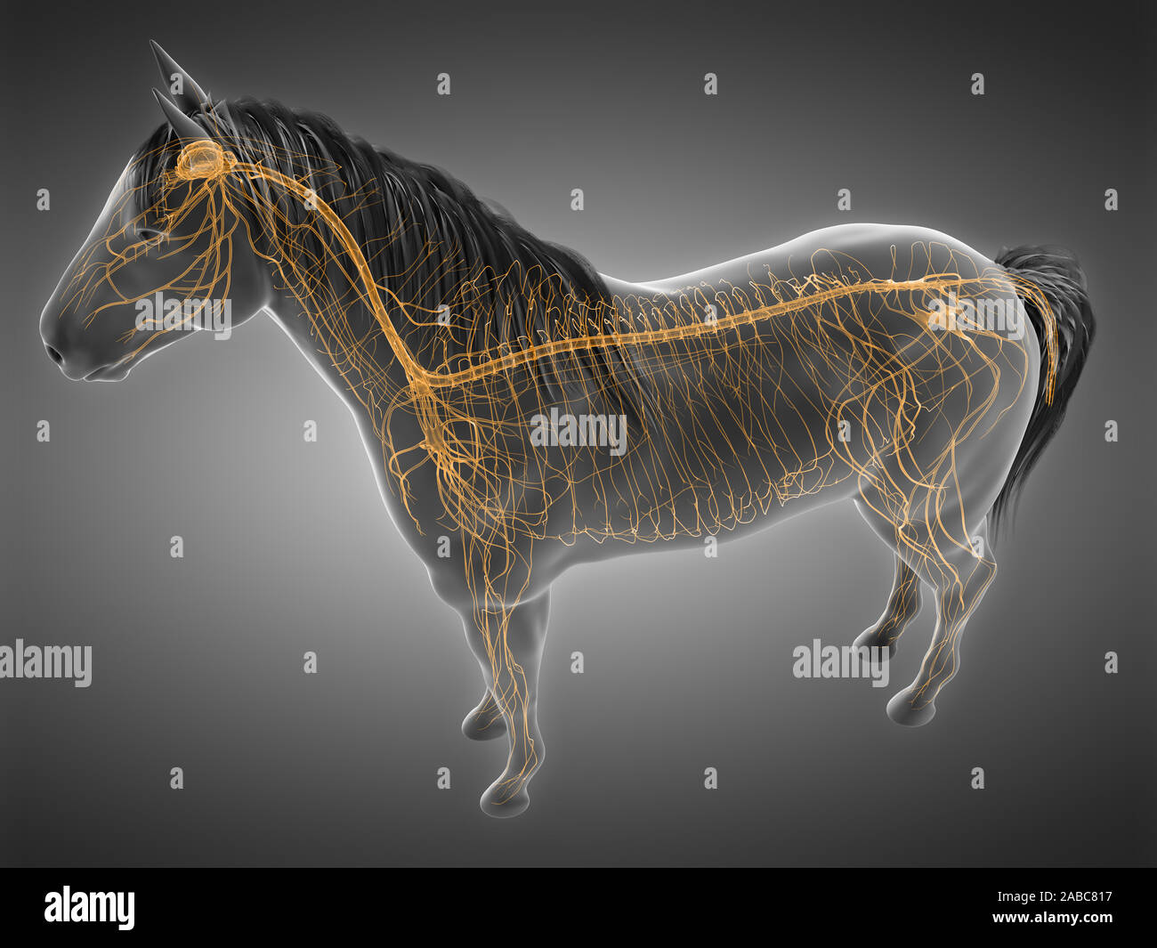 3d rendered anatomy of the equine anatomy - the nervous system Stock Photo - Alamy 3d rendered anatomy of the equine anatomy - the nervous system Stock Photo - Alamy
