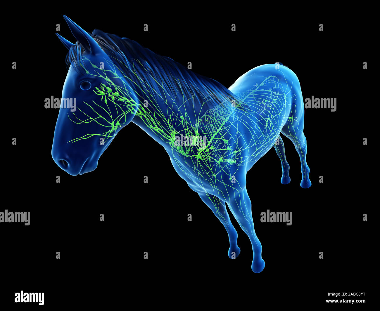 3d rendered anatomy of the equine anatomy - the lymphatic system Stock Photo