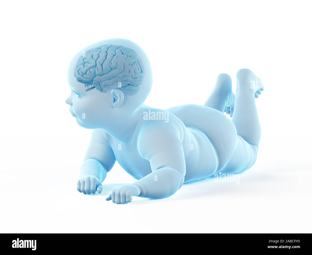 3d rendered medically accurate illustration of the brain of a baby ...