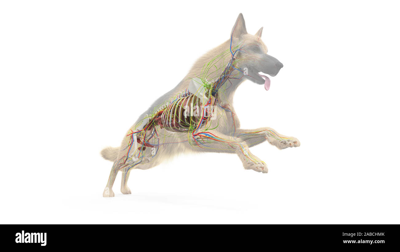 3d rendered medically accurate illustration of a dogs internal anatomy