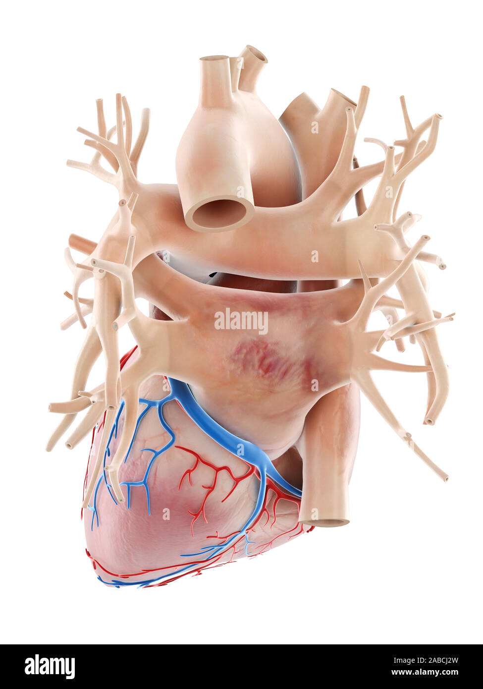 3d rendered medically accurate illustration of the human heart Stock Photo