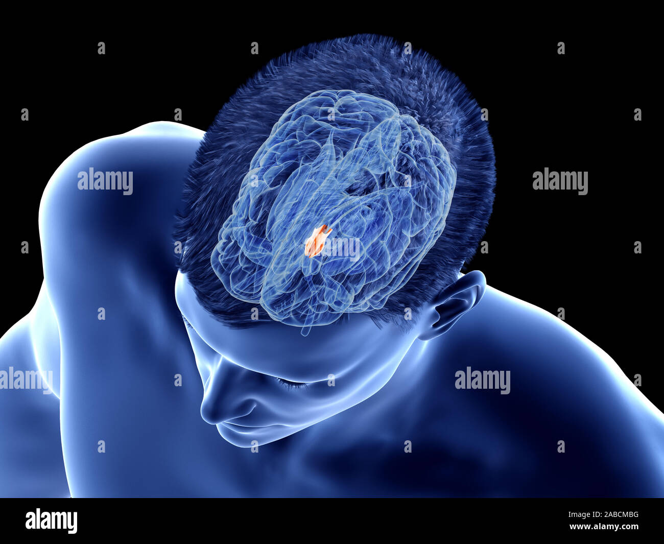 3d rendered medically accurate illustration of the brain anatomy - the hypothalamus Stock Photo