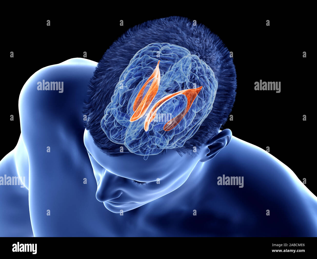 3d rendered medically accurate illustration of the brain anatomy - the lateral ventricle Stock Photo
